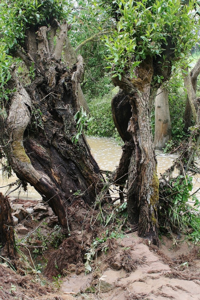 le ruisseau de Voirincourt